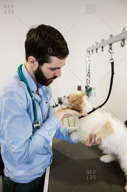 Vet examining a dog in clinic