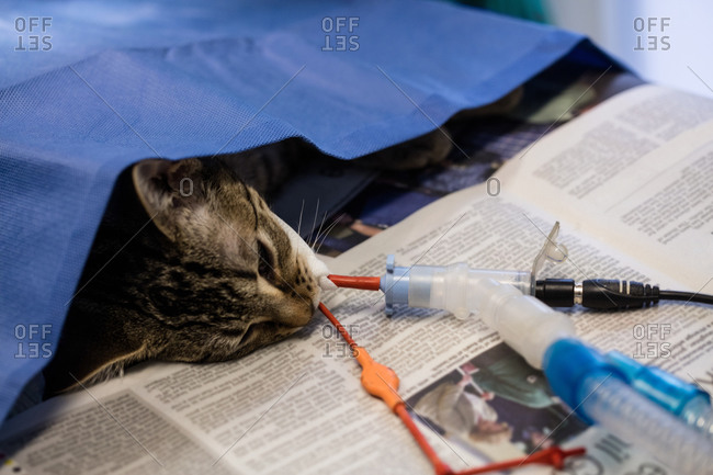 Sick cat on a iv drip in clinic