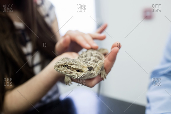 Mid-section of girl petting her pet lizard in clinic