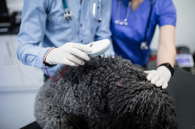 Mid-section of vets examining dog in clinic
