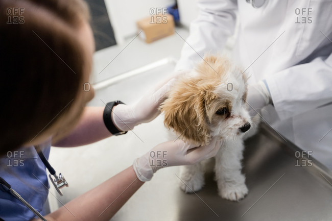 Vets examining dog in clinic