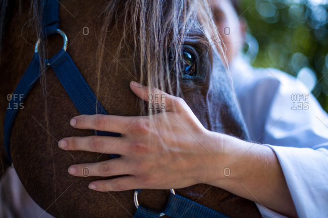 Close up on the vets hand rest on horses head on a paddock