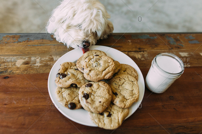Dog licking cookies on a rustic wooden table