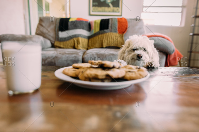Dog looking at a plate of cookies on a wooden table