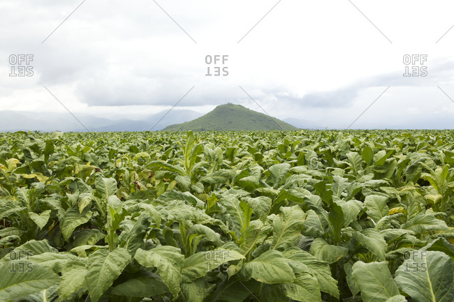Tobacco fields in Salta, Argentina