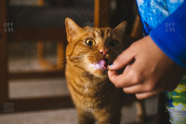 Hand feeding orange cat