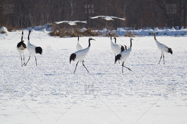 Red crowned cranes in Hokkaido, Japan