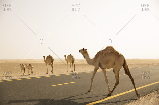 A pack of camels cross a road