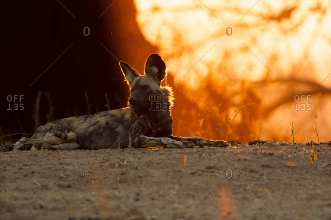 African Wild Dog lying down at dusk