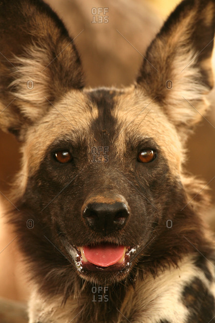 Wild dog at Mana Pools National Park, Zimbabwe