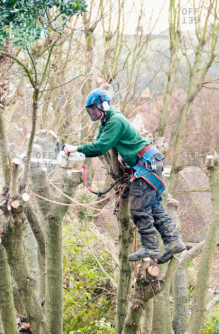 Tree surgeon working up a tree using chainsaw