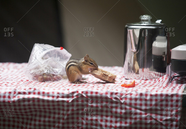 A chipmunk eats a picnic lunch at a remote campsite by Black Bear Cove on Aziscohos Lake in Lincoln Plantation, Maine