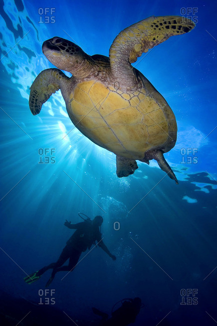 Green sea turtle swimming beneath a silhouetted diver in Pulau Sipadan, Malaysia