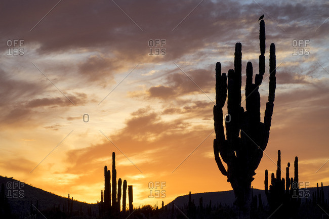 Close up of the giant cardon cactus (Pachycereus pringlei) at the sunset
