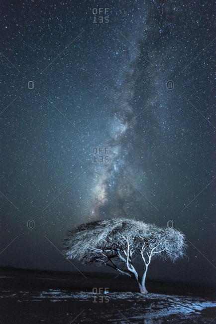 Acacia tree and the Milky Way  in a National Park protected area
