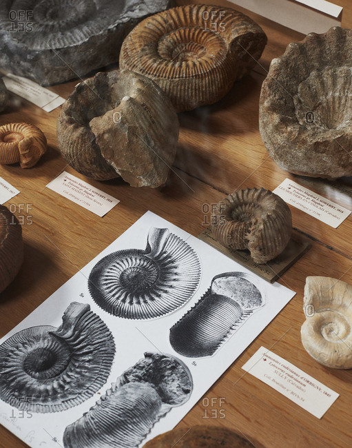 Fossils in museum case