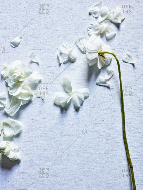 Scattered white flower petals