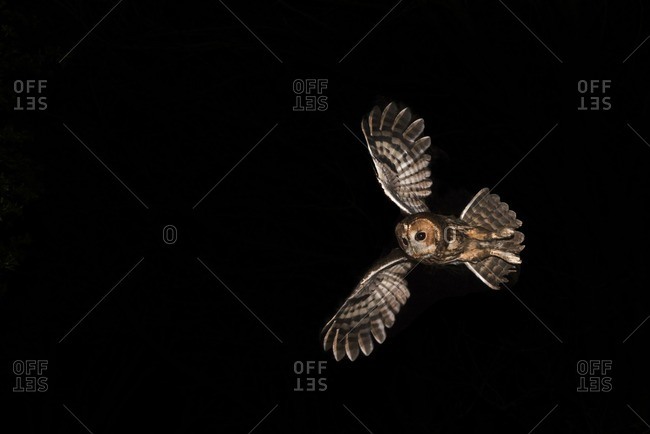Tawny Owl hunting at night North Norfolk