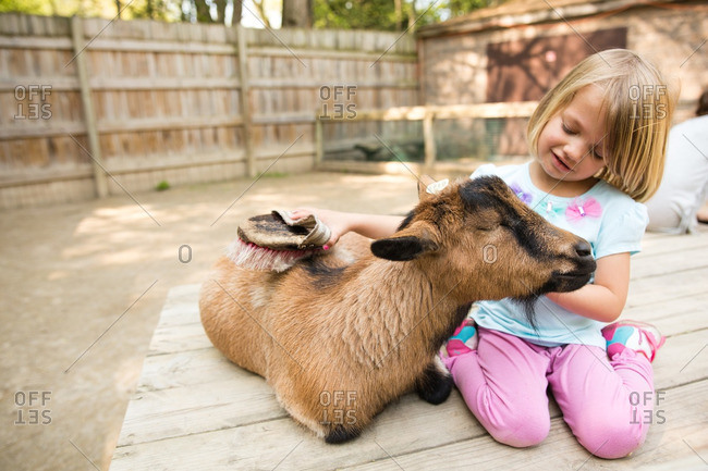 Little girl brushing a goat's fur