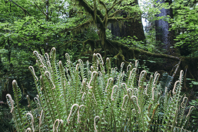 Sword ferns (Polystichum munitum) growing in the temperate Hoh Rainforest, Olympic National Park, Washington