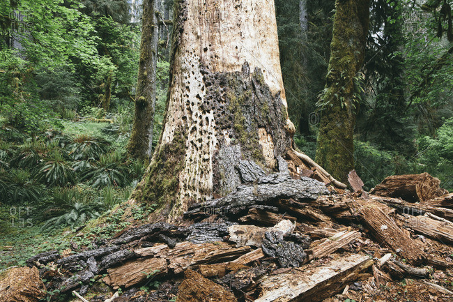 Decaying old-growth Douglas fir tree in the Hoh Rainforest, Olympic National Park, Washington