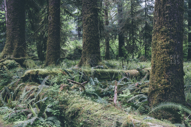 A stand of trees in the temperate Hoh Rainforest, Olympic National Park, Washington