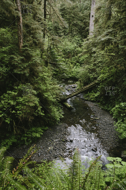 Small creek flowing through the Quinault Rainforest, Olympic National Park, Washington