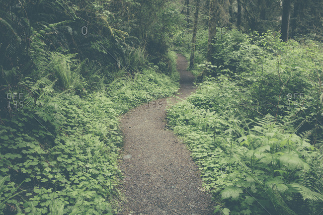Hiking trail in the Quinault Rainforest, Olympic National Park, Washington