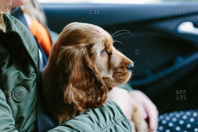 Puppy sitting on woman\'s lap inside vehicle