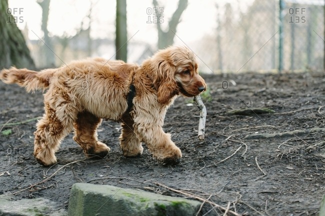 Puppy with stick in mouth in forest