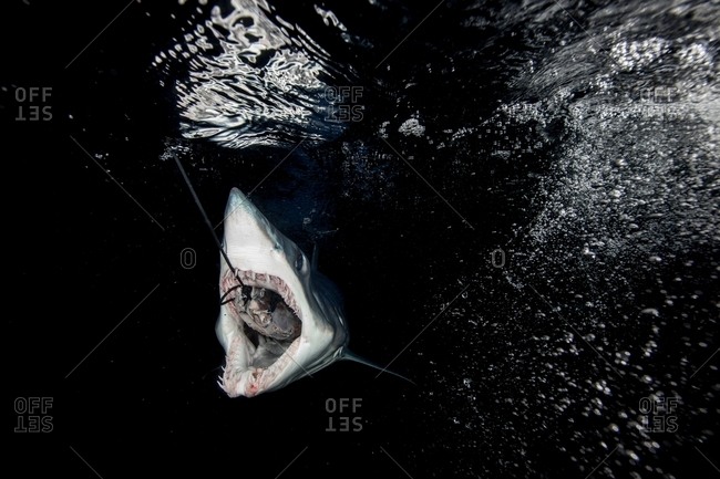 Underwater view of shortfin mako shark (Isurus oxyrinchus) swallowing fish bait in dark sea, West Coast, New Zealand
