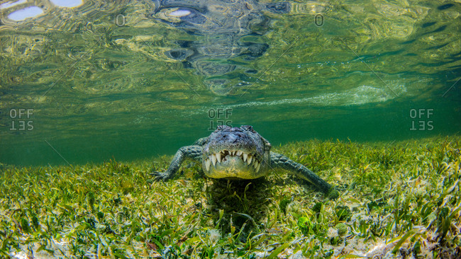 Underwater view of crocodile on reef, Chinchorro Banks, Mexico