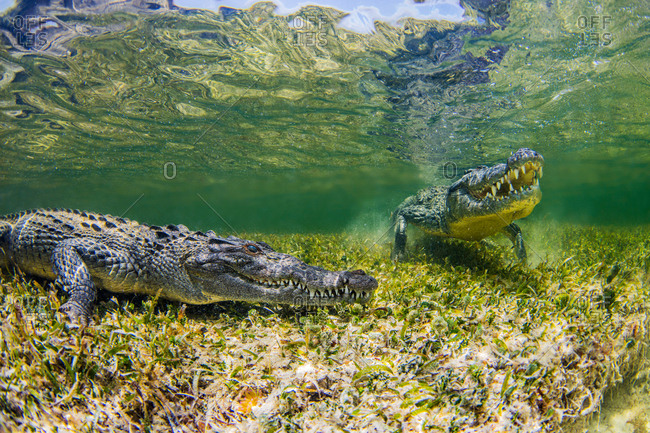 Underwater view of two crocodiles on reef, Chinchorro Banks, Mexico