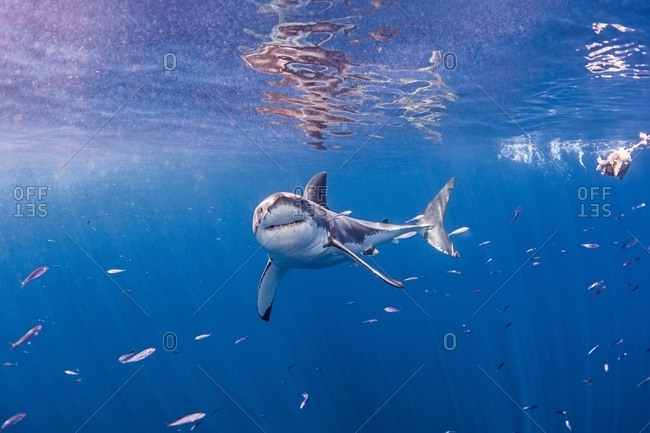 Underwater front view of great white shark looking ahead