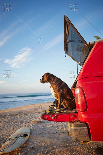Dog on back of car on beach