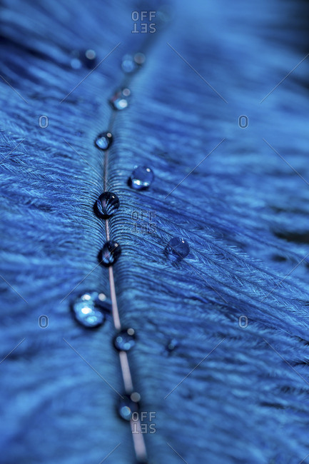 Blue feather and water drops, close-up