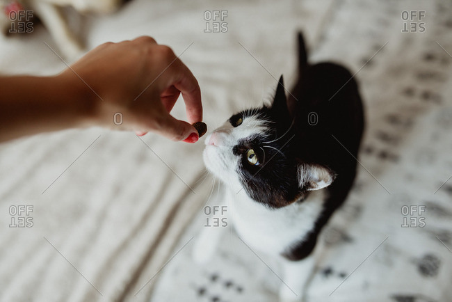 Woman giving pet cat a treat