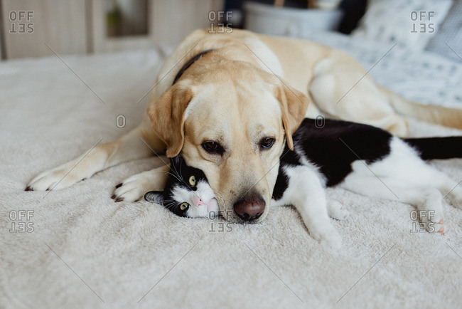 Dog resting head on black and white cat