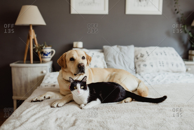 Yellow lab and black and white cat lying together on bed