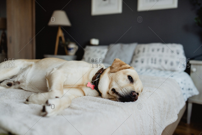 Cute yellow lab dog lounging on bed