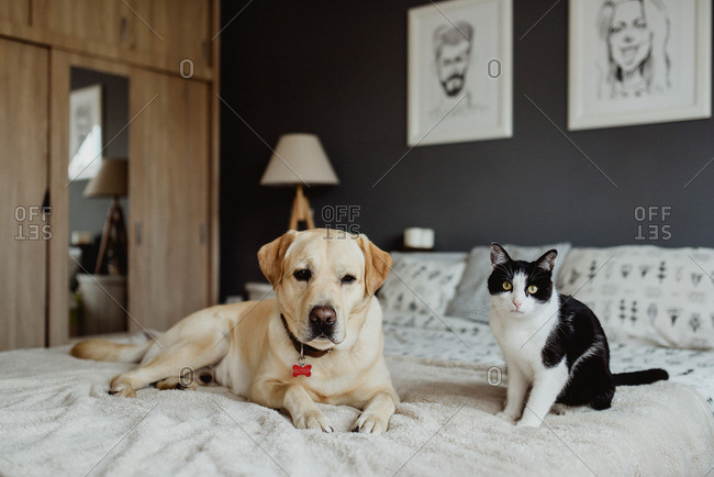 Portrait of dog and cat on their owners\' bed