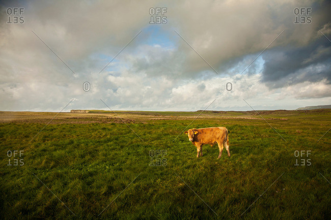 Cow in field, Giants Causeway, Bushmills, County Antrim, Northern Ireland, elevated view