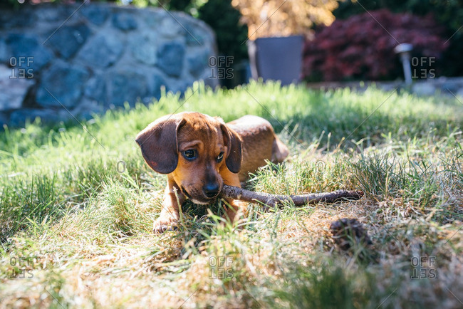 Little brown puppy chewing on a stick