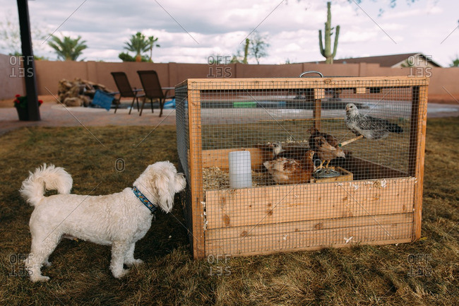 Dog sniffing at chicken coop