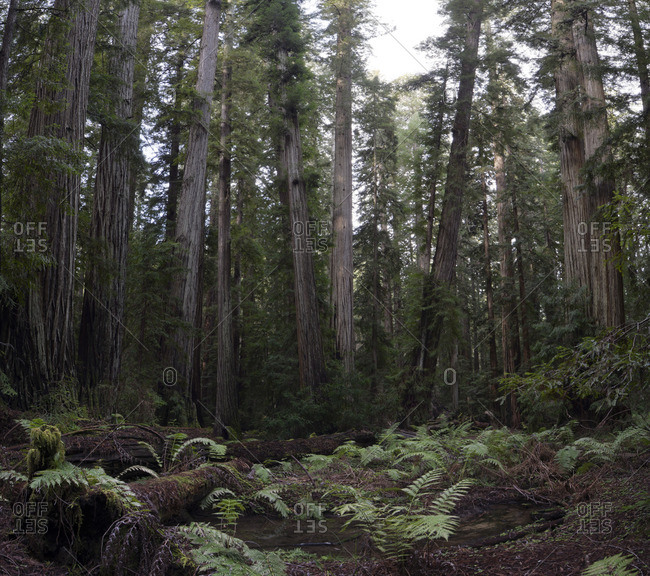 USA, California, Redwood National Park, Redwood