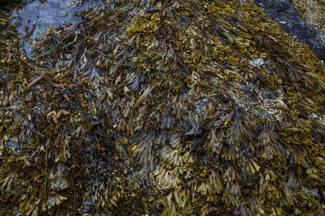 Kelp beds covering the ground on the coast of Olympic National Park, WA