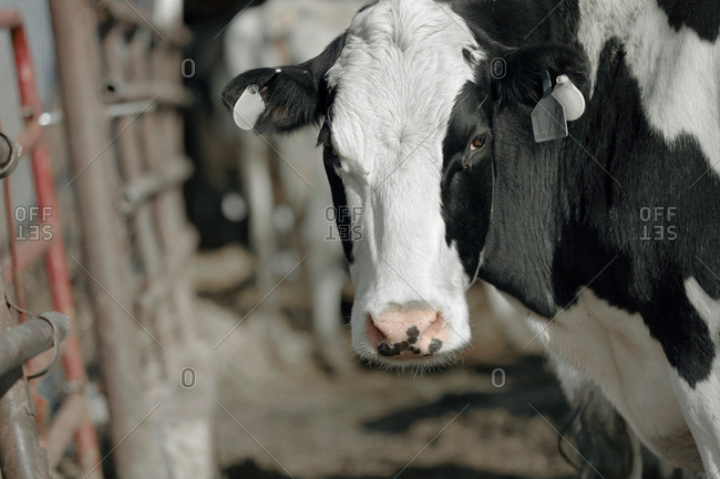 Portrait of cow in milking shed at dairy farm