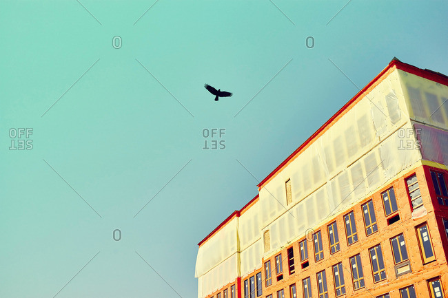 Silhouette of bird flying over building under construction with blue sky