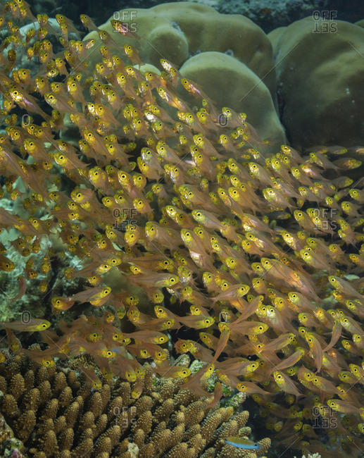 A waterfall of Pygmy sweepers (Parapriacanthus ransonneti), Maldives