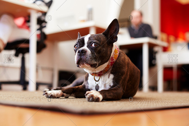 Portrait of curious dog lying on rug  in an office